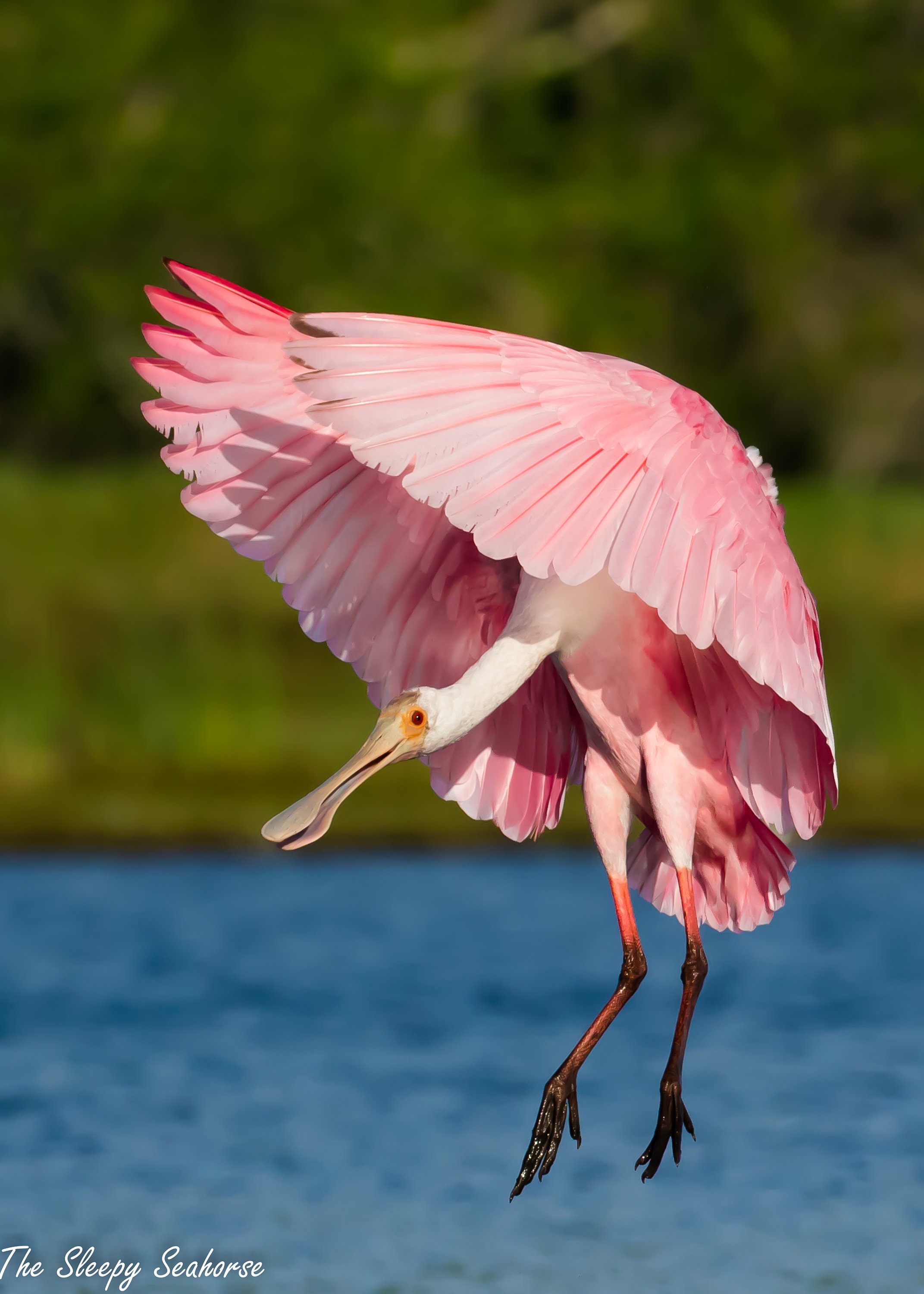 Roseate spoonbill bird photography florida birds tropical decor bird in flight nature print beach wall art wildlife photo pink bird