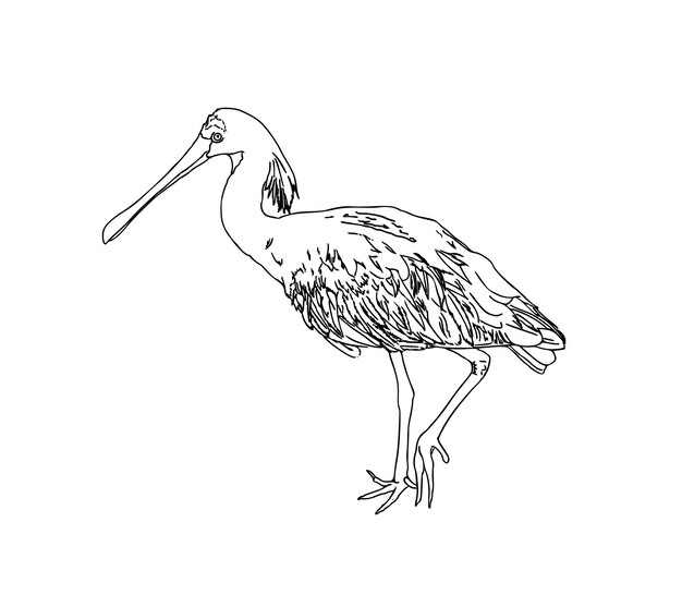 Page coloring pages crane images