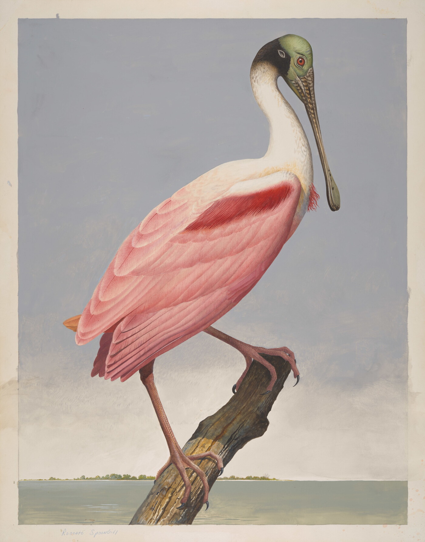 Roseate spoonbill amon carter museum of american art