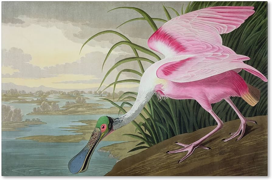 Roseate spoonbill artwork by john james audubon by