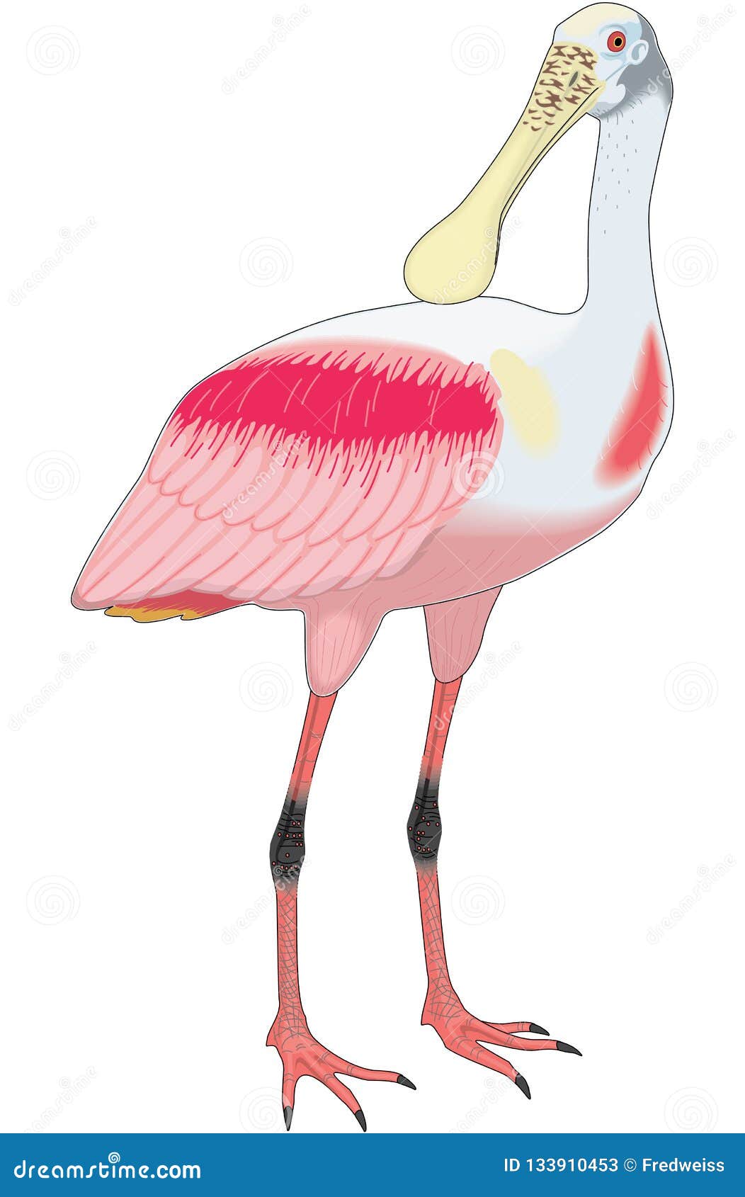 Spoonbill illustration stock illustrations â spoonbill illustration stock illustrations vectors clipart