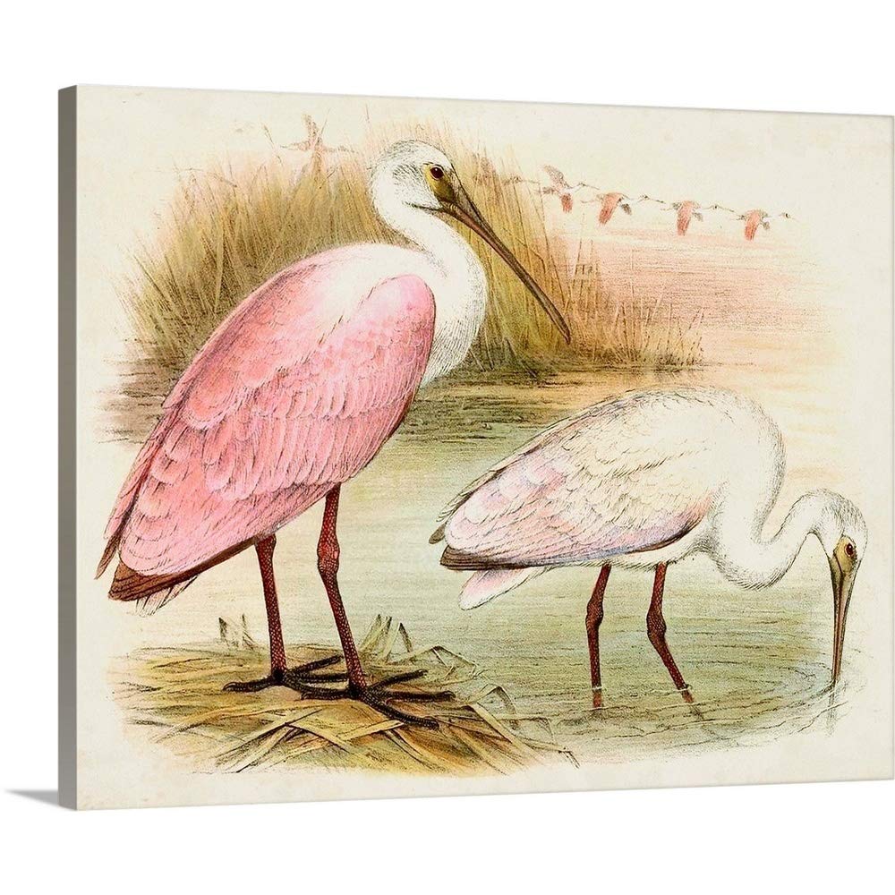 Roseate spoonbills i canvas wall art print bird artwork posters prints
