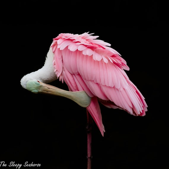 Bird photography roseate spoonbill florida birds tropical decor florida photography nature print wall art wildlife photo pink bird