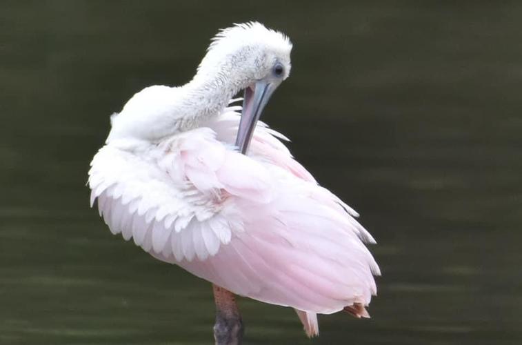 Birds of a feather rare roseate spoonbills draw onlookers from near and far free announcements