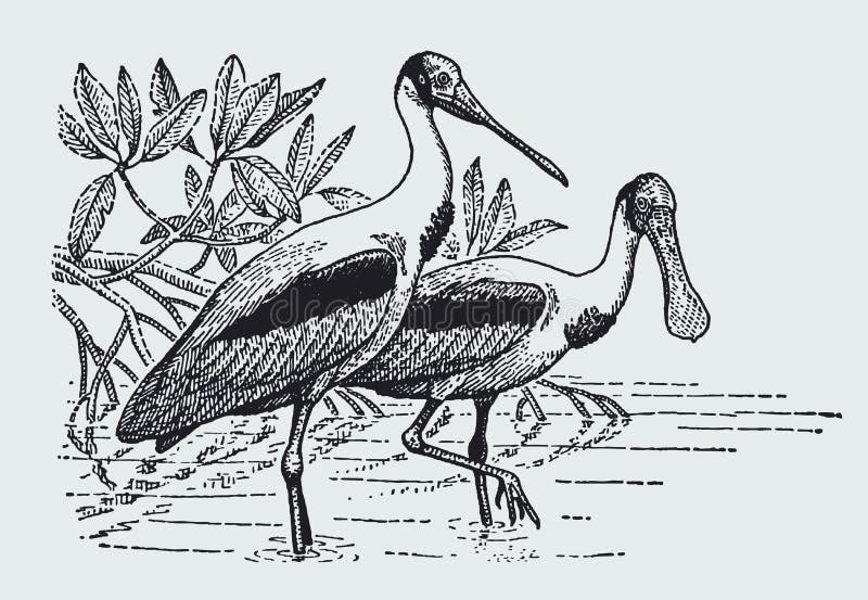 Roseate spoonbill stock illustrations â roseate spoonbill stock illustrations vectors clipart
