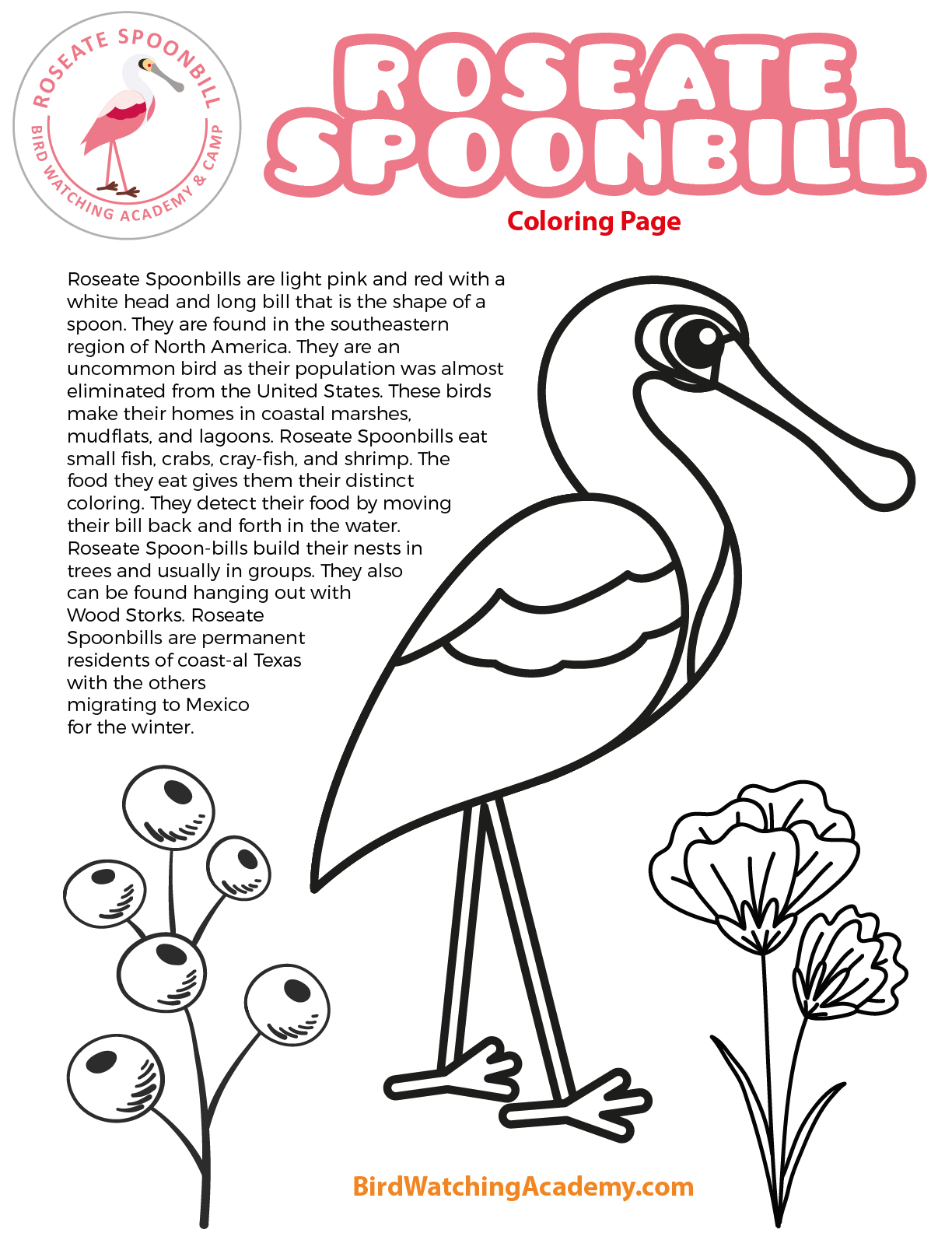 Roseate spoonbill coloring page