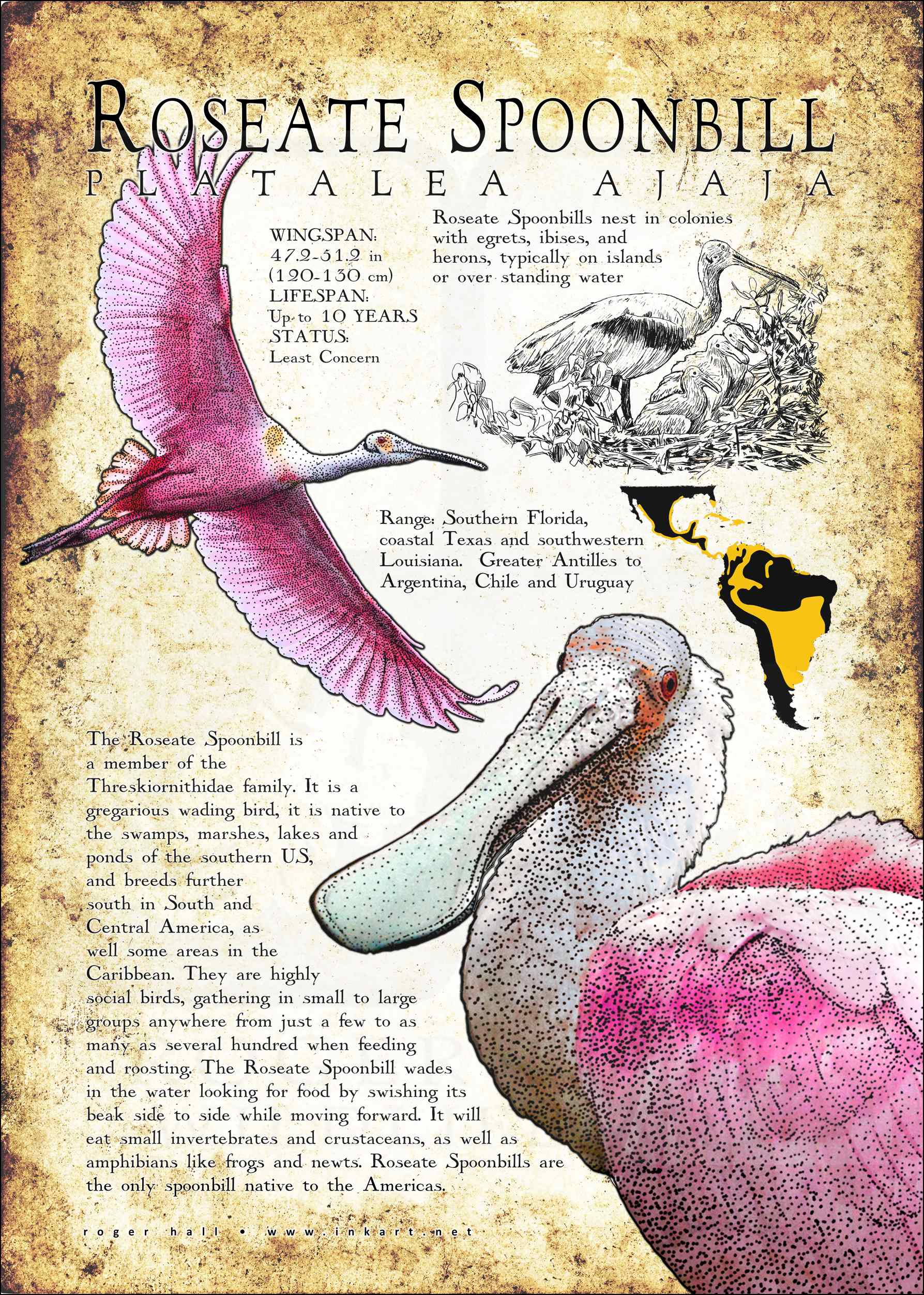 Roseate spoonbill poster print infographic