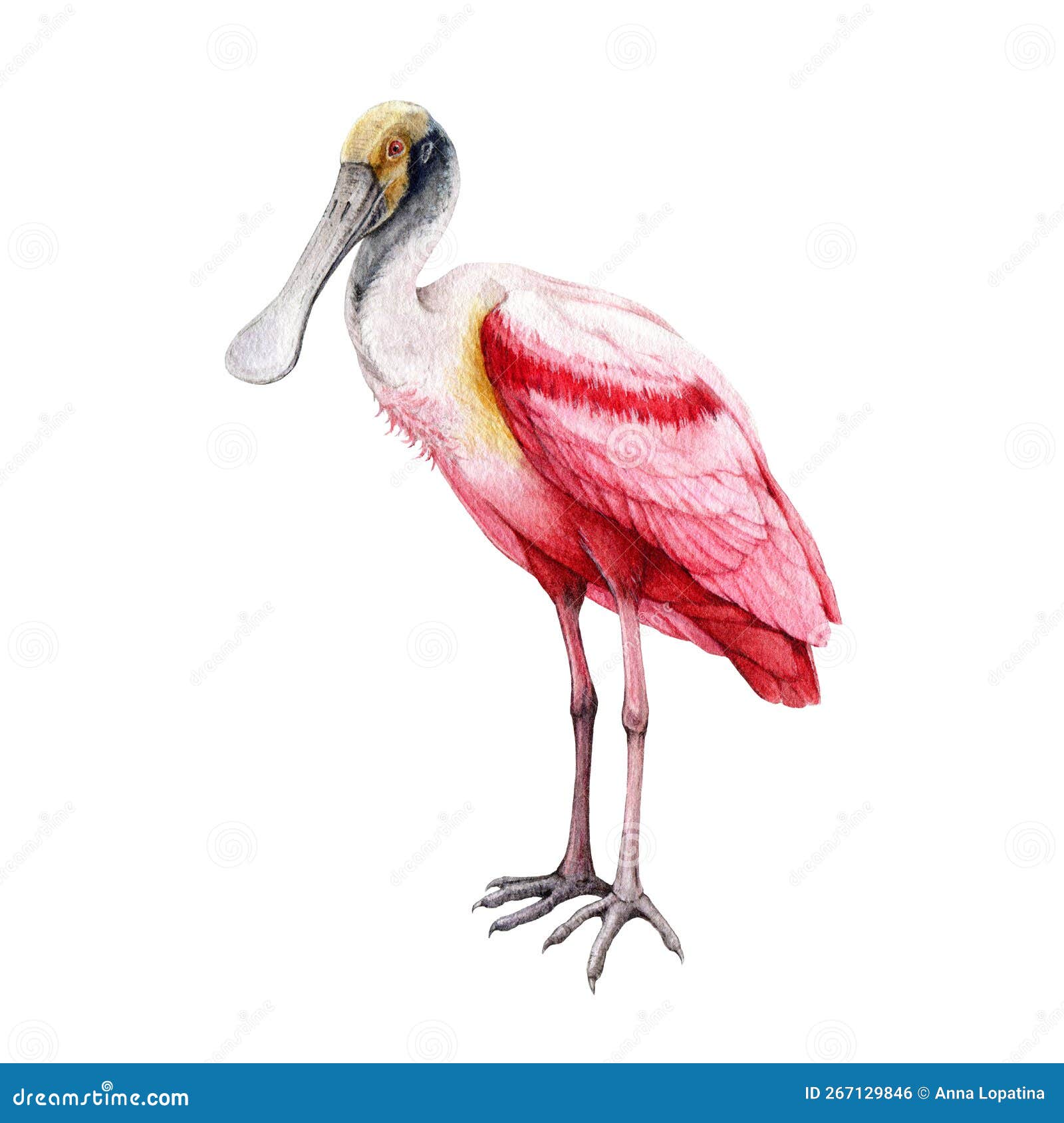 Spoonbill bird watercolor illustration hand drawn realistic roseate spoonbill element stock illustration