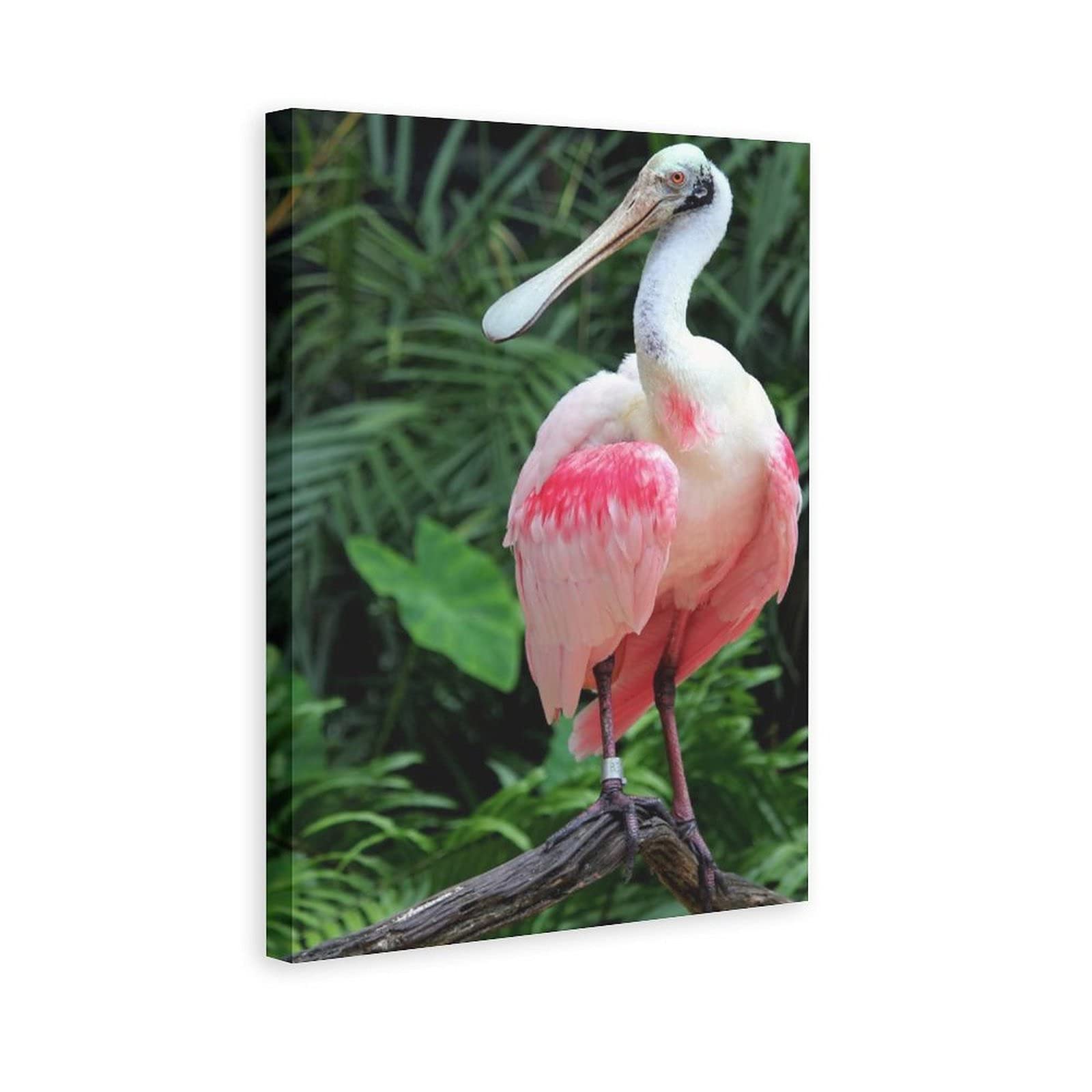 Bird animals roseate spoonbill beautiful art canvas poster bedroom decor sports landscape office room giftcanvas wall print picture paintings for living decoration xinchsxcm posters prints