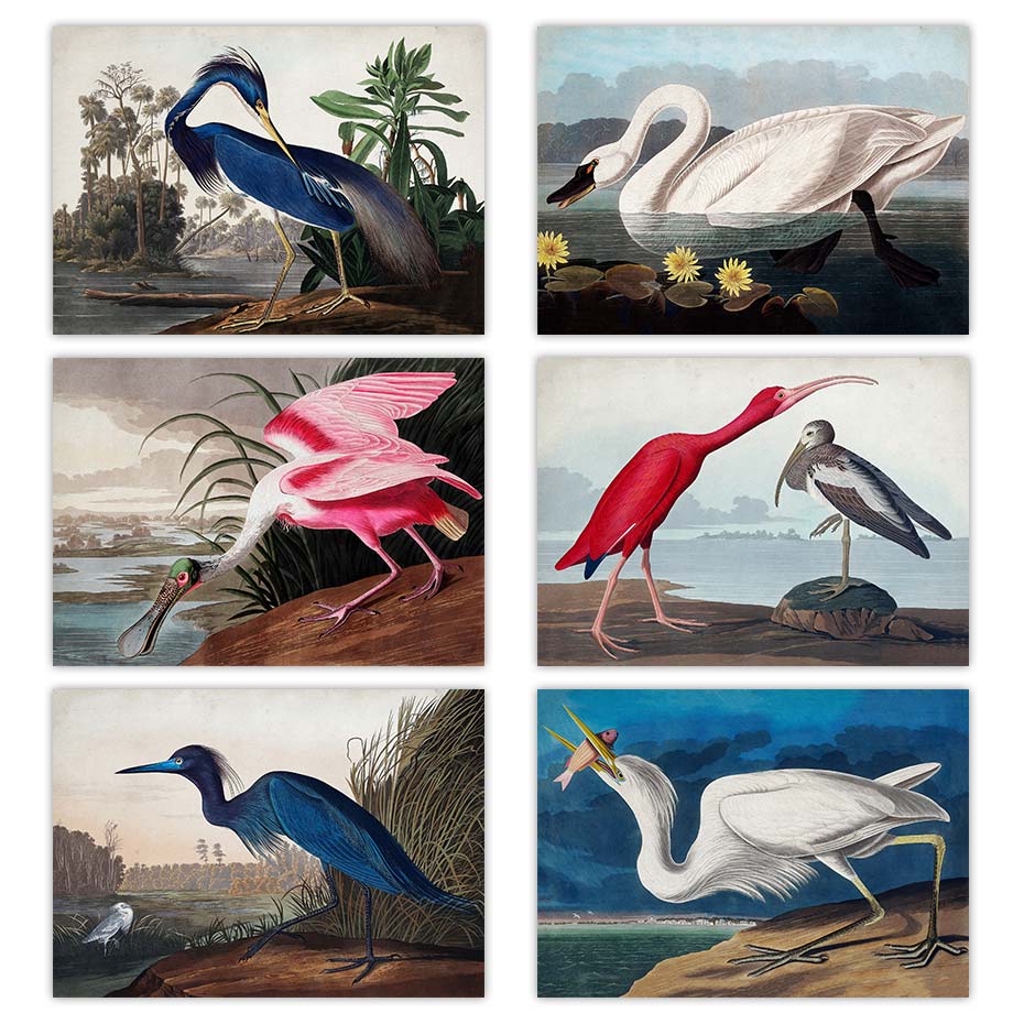 Audubon vintage bird poster canvas print wall art picture american heron swan roseate spoonbill scarlet lbis blue crane decor â the best products in the geek online store