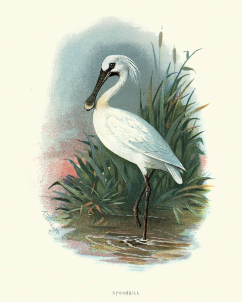 Roseate spoonbill stock illustrations royalty