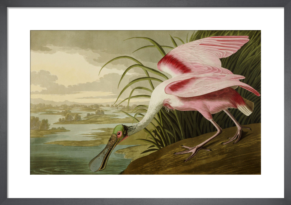 Roseate spoonbill art print by john james audubon king mcgaw