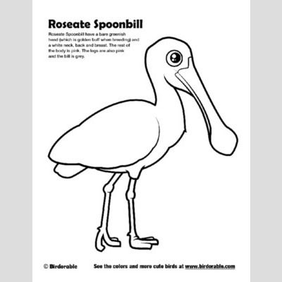 Roseate spoonbill coloring page fun free downloads activity pages coloring pages bird coloring pages color