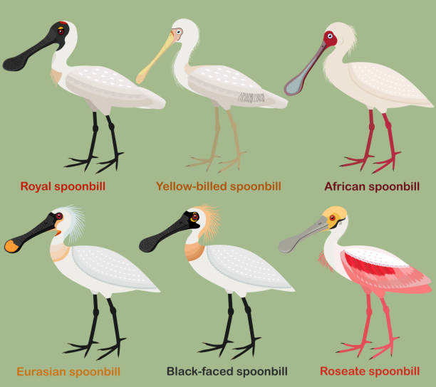 Spoonbill stock illustrations royalty