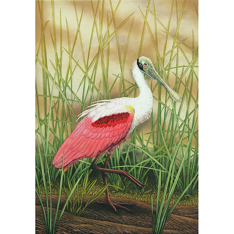 Roseate spoonbill ce john