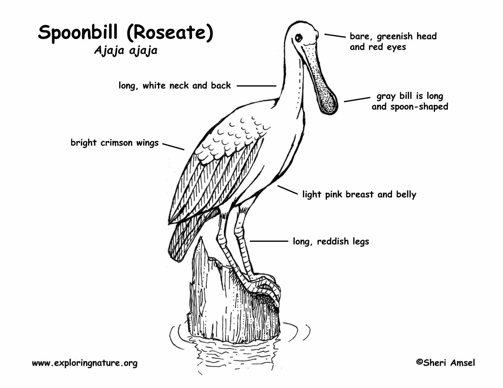 Spoonbill roseate