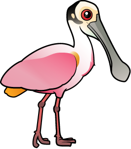 Cute roseate spoonbill by meet the birds