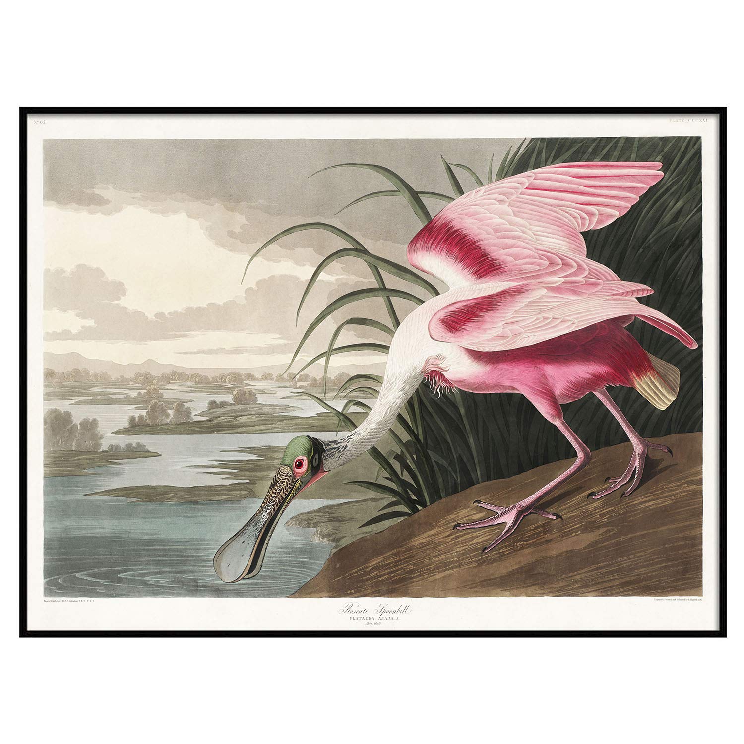 Spoonbill print antique bird painting vintage drawing poster wall art roseate spoonbill bird wall art print bird wall art set c x posters prints