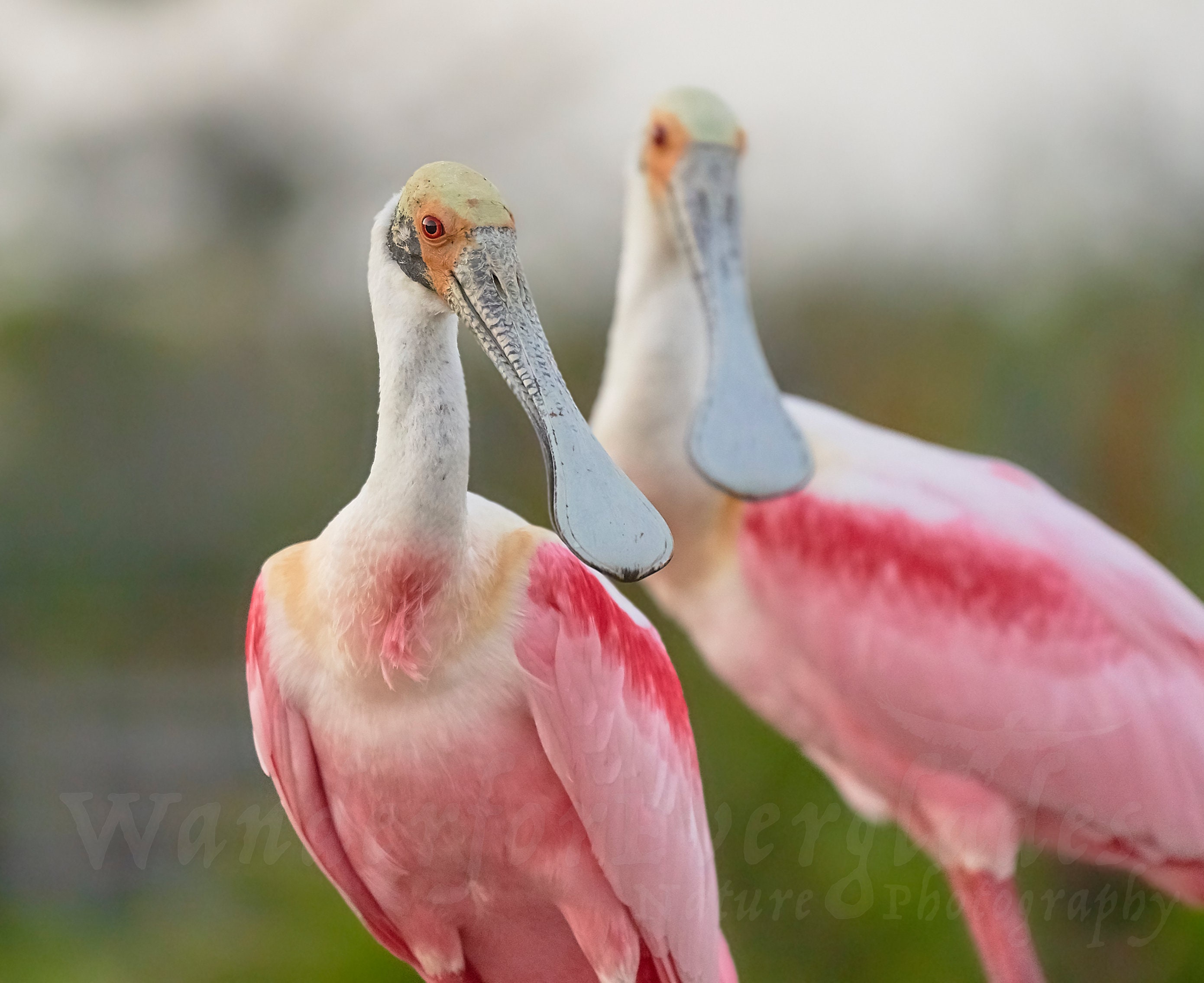 Roseate spoonbill friends florida bird print nature