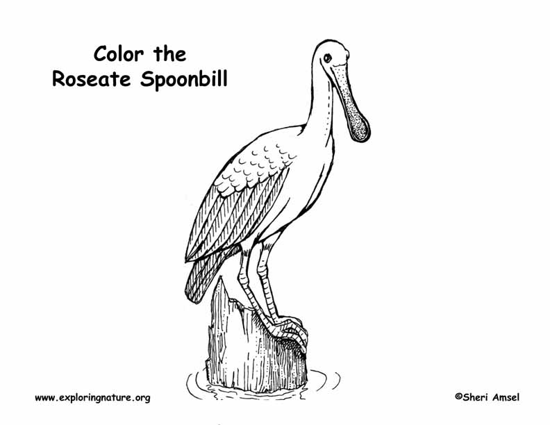 Spoonbill roseate â coloring nature