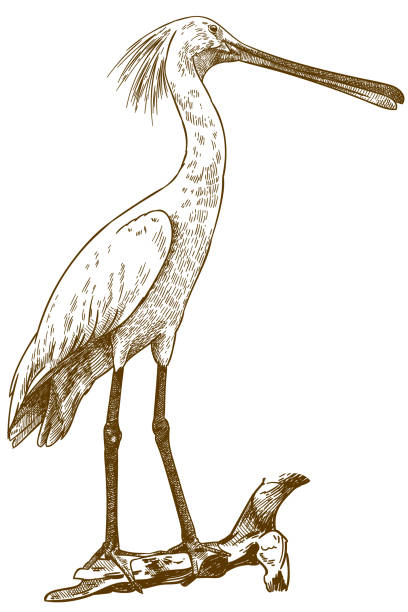Roseate spoonbill stock illustrations royalty