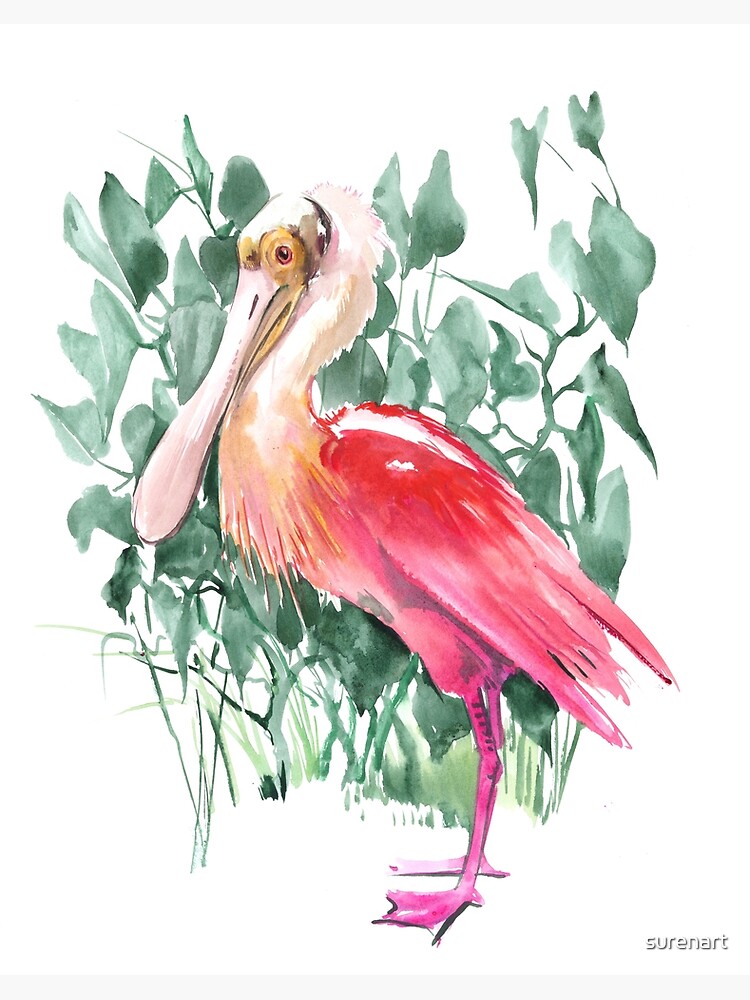 Roseate spoonbill art board print for sale by surenart