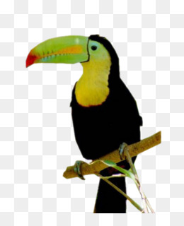 Spoonbill png
