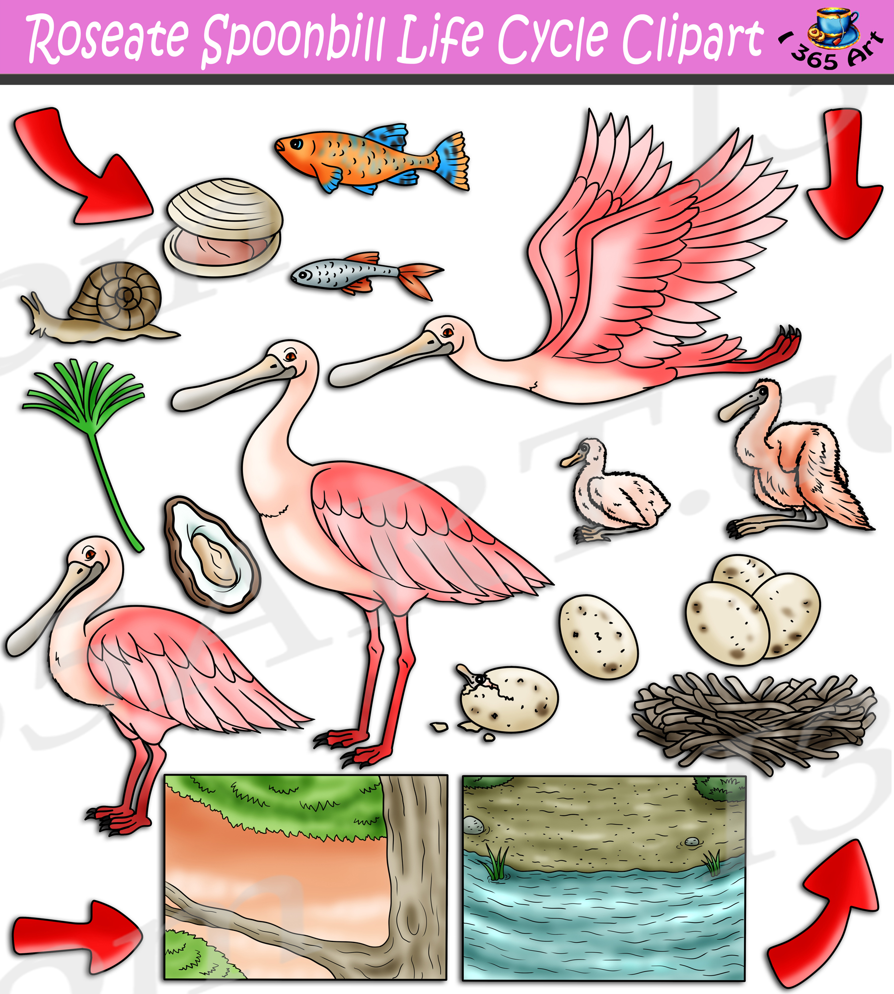 Roseate spoonbill life cycle clipart set download