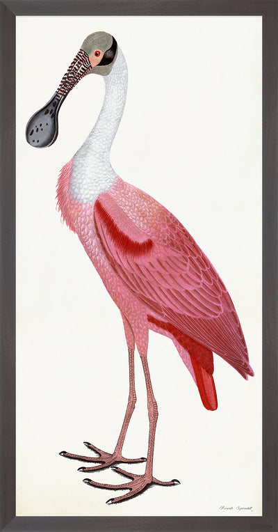 Roseate spoonbill poster styled after olof rudbeck