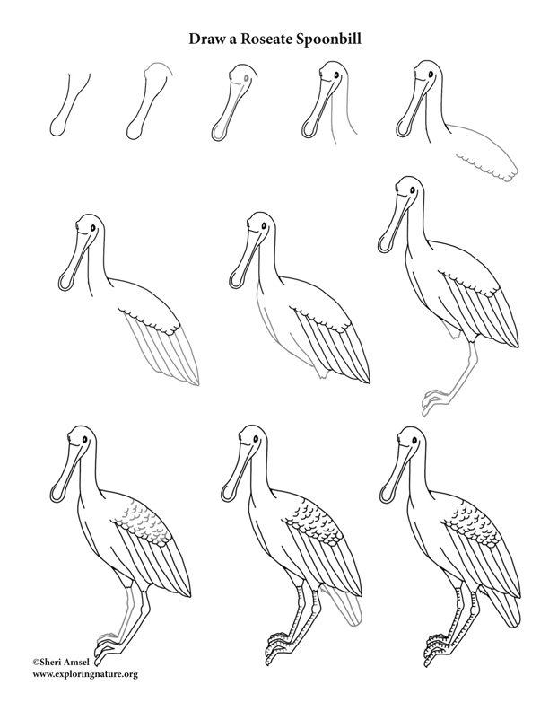 Roseate spoonbill drawing lesson