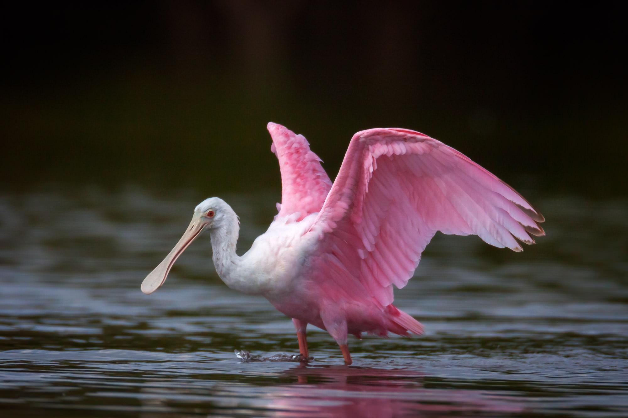 Roseate spoonbill ready to fly fine art photo print photos by joseph c filer