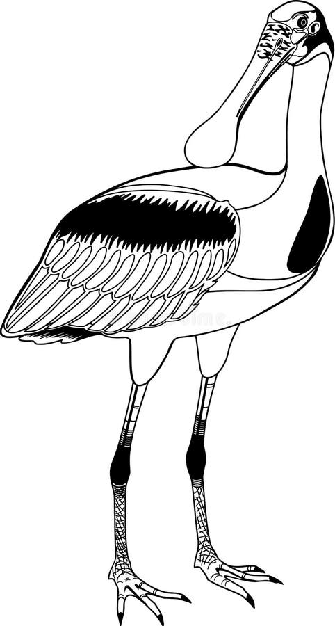 Roseate spoonbill stock illustrations â roseate spoonbill stock illustrations vectors clipart