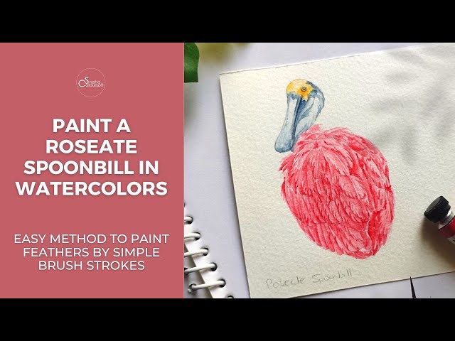 Paint a roseate spoonbill in watercolors easy method to paint feathers by simple brush strokes