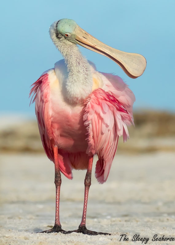 Roseate spoonbill bird photography florida birds pink bird nature print tropical wall art wildlife photo coastal decor beach decor