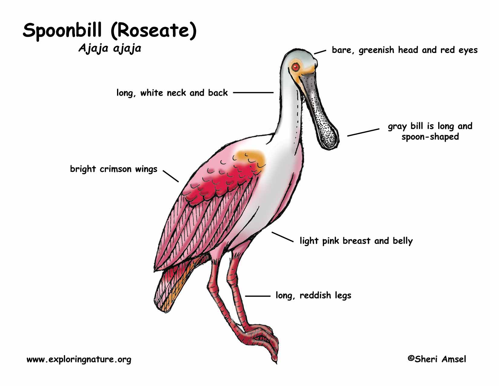 Spoonbill roseate
