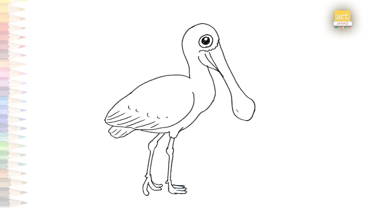 Roseate spoonbill drawings birds drawing videos how to draw a roseate spoonbill step by step
