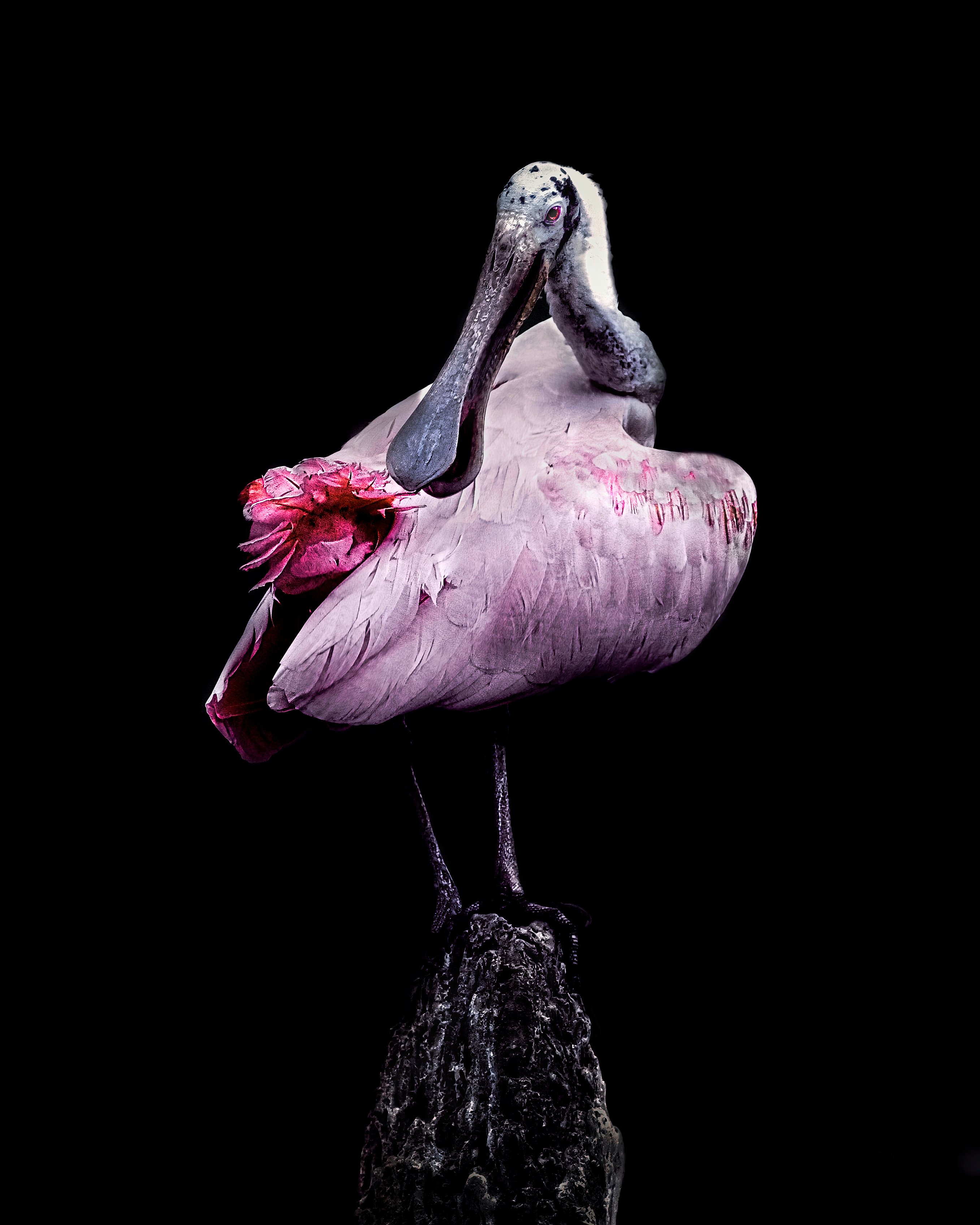 Roseate spoonbill lovers key
