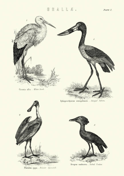 Roseate spoonbill illustrations illustrations royalty