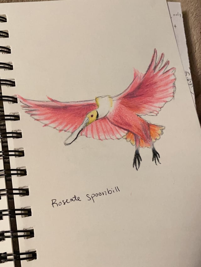 Could not stop thinking about the roseate spoonbill photo taken by ujbphotographs so i attempted to draw it rbirding