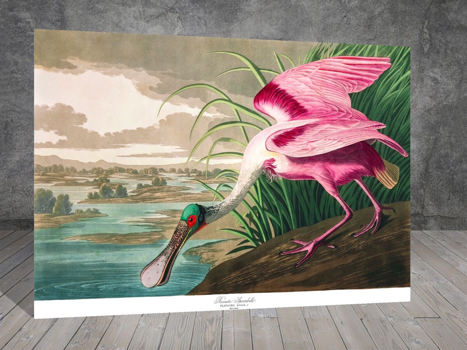 John james audubon roseate spoonbill bird canvas painting bird print art