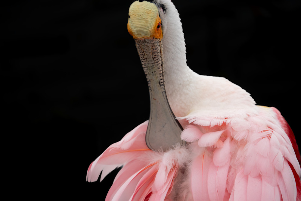 Roseate spoonbill portrait photography art amber favorite photography