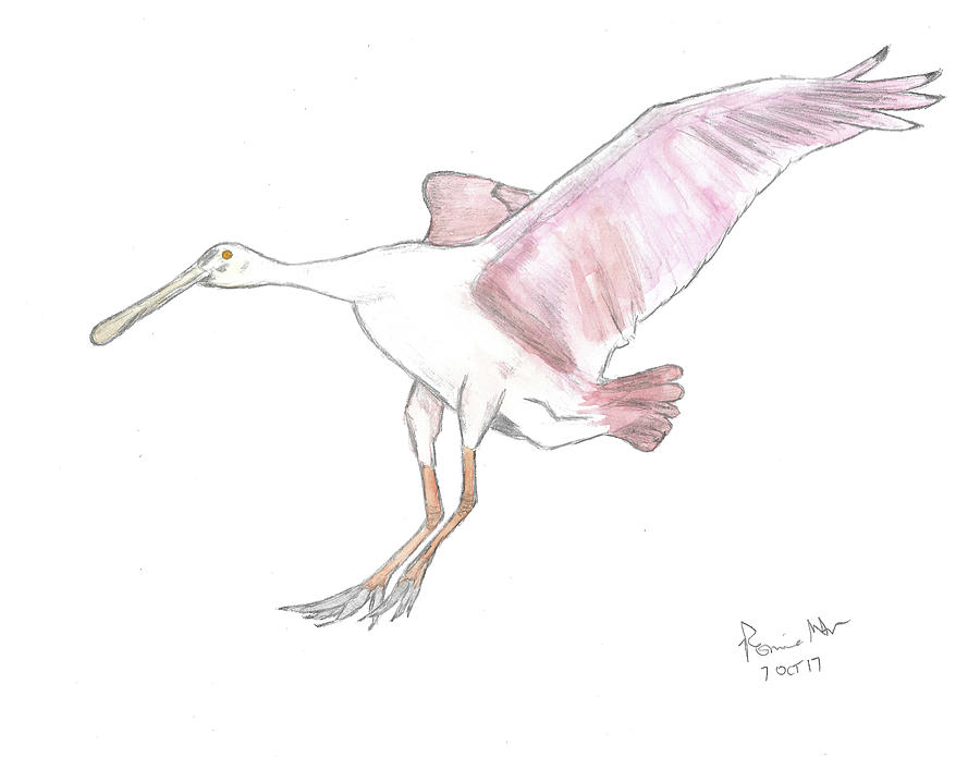 Roseate spoonbill mixed media by ronnie maum