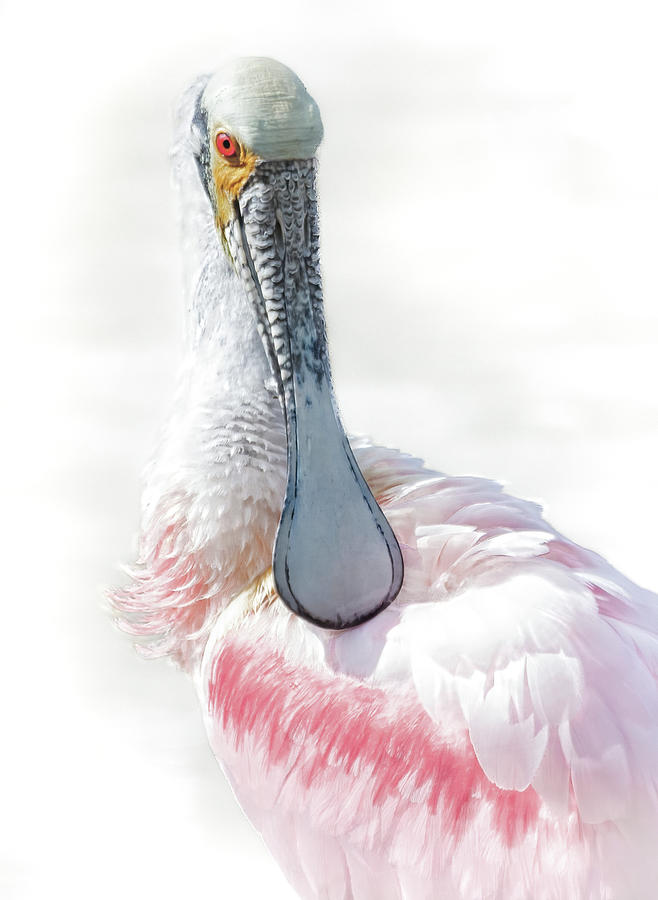 Roseate spoonbill photograph by rebecca herranen
