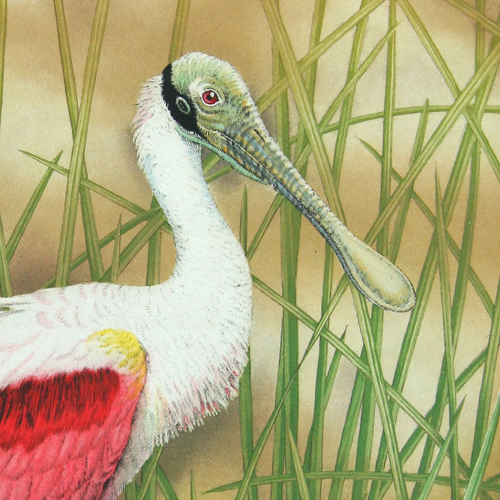 Roseate spoonbill ce john