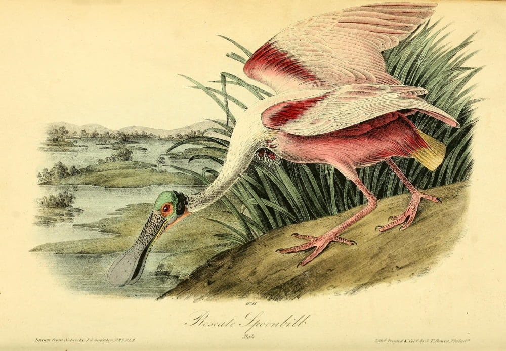 Birds of america roseate spoonbill poster print by jj audubon x