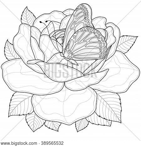 Rose butterfly vector photo free trial bigstock