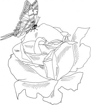 Parade bush rose with butterfly coloring page super coloring butterfly coloring page coloring pages free adult coloring printables