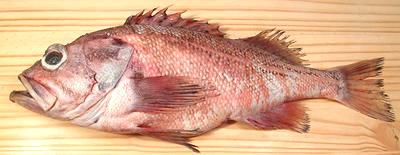 Rougheye rockfish