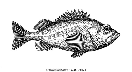 Rockfish images stock photos d objects vectors