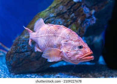 Rockfish images stock photos d objects vectors